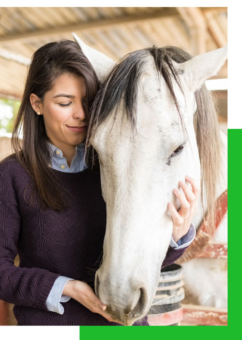 atención veterinaria para caballos
