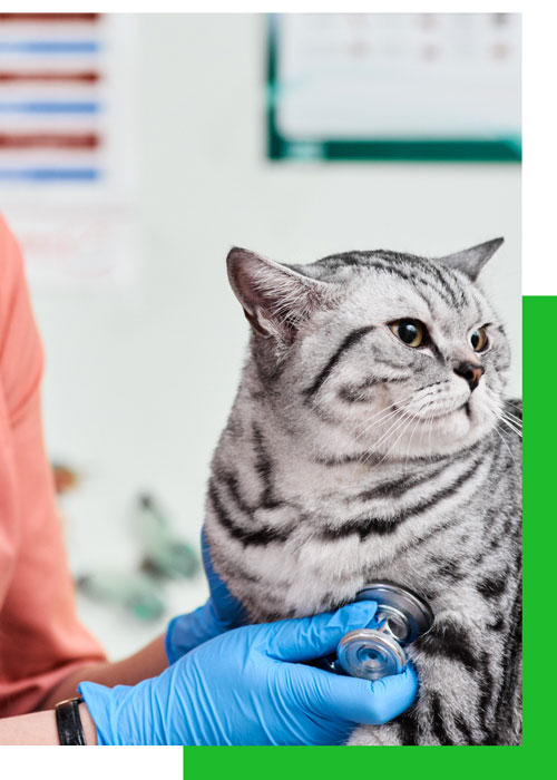 atención veterinaria para gatos